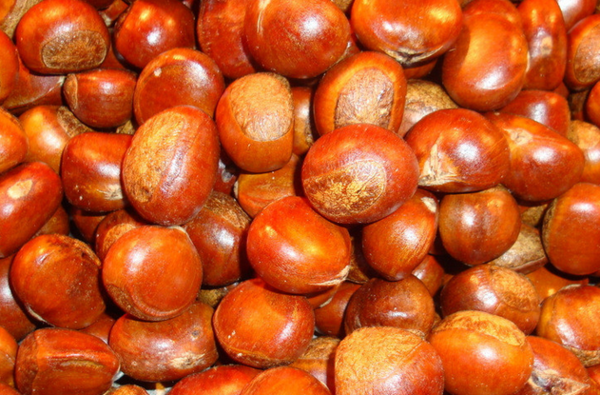 糖炒栗子技術配方怎么做?香甜焦脆有秘訣,新手學會也能炒出老味道!